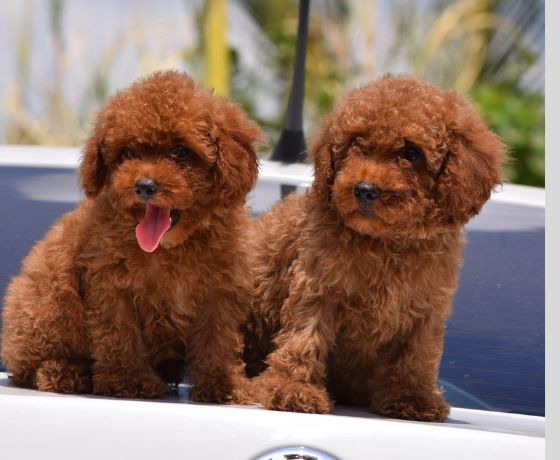 Poodle
